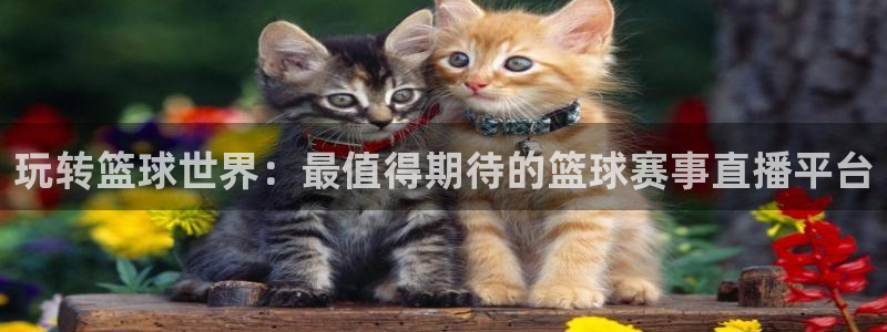说球帝58直播：玩转篮球世界：最值得期待的篮球赛事直播平台